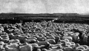 ss1 094 1 skeidarettir