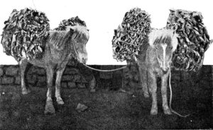 ss1 231 1 thoskhausabaggar